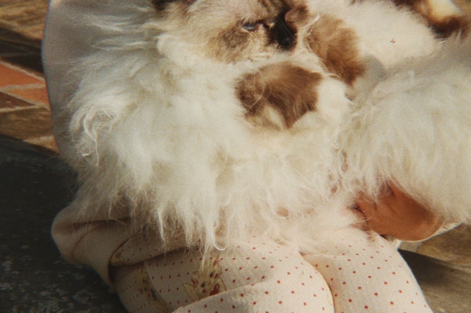 Konges Sløjd A/S JERSEY PANTS miao amore