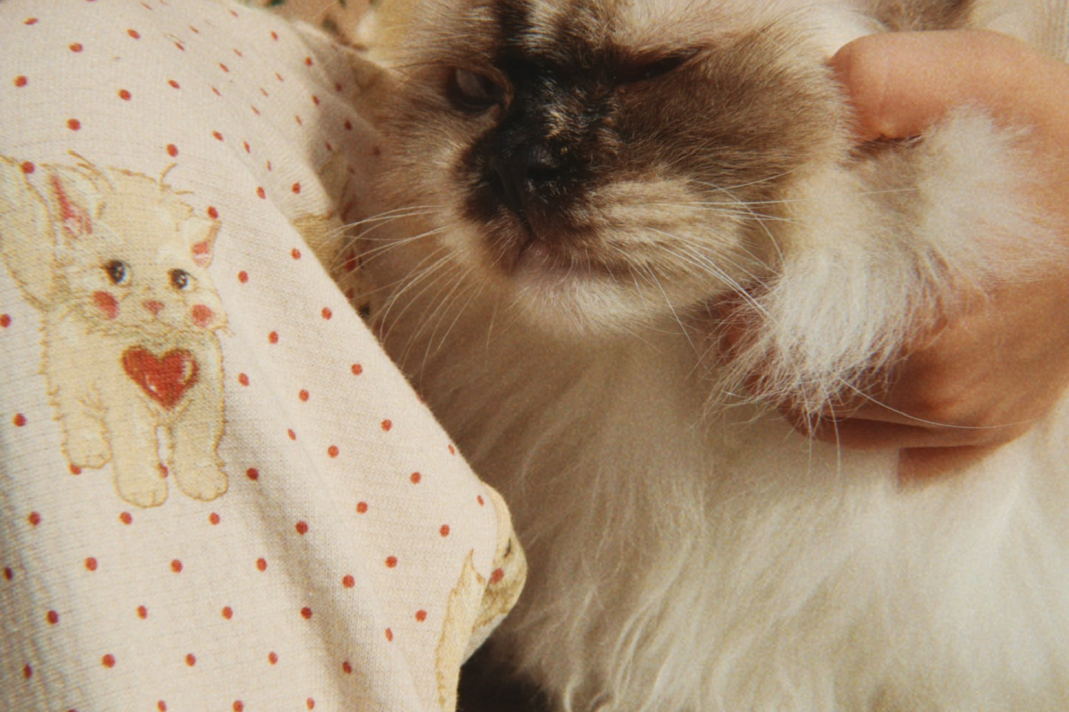 Konges Sløjd A/S Jersey Broeken miao amore